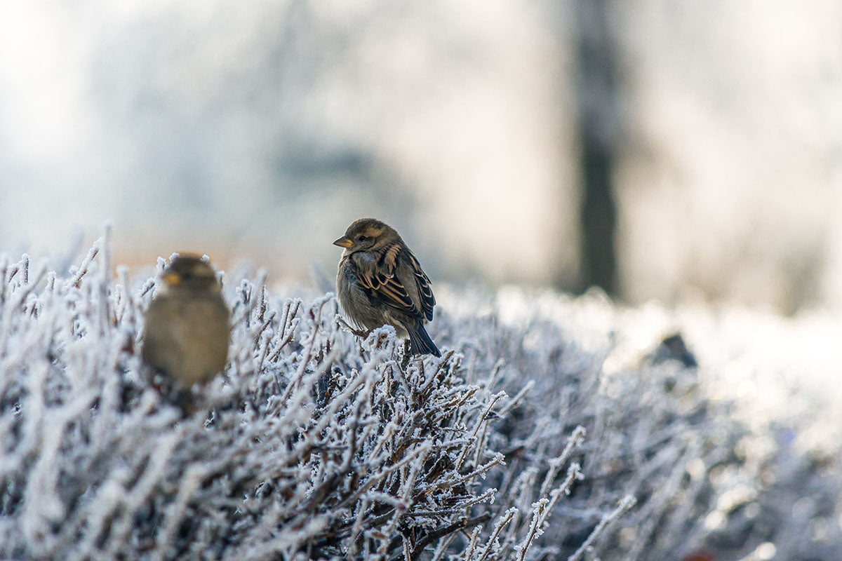 Early Frost